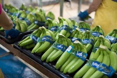 Banana packhouse